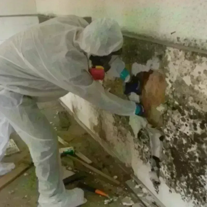 Mold Remediation and Removal in Santa Isabel Municipio, PR